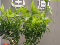 -田凤波推拿.按摩养生(幸福店)