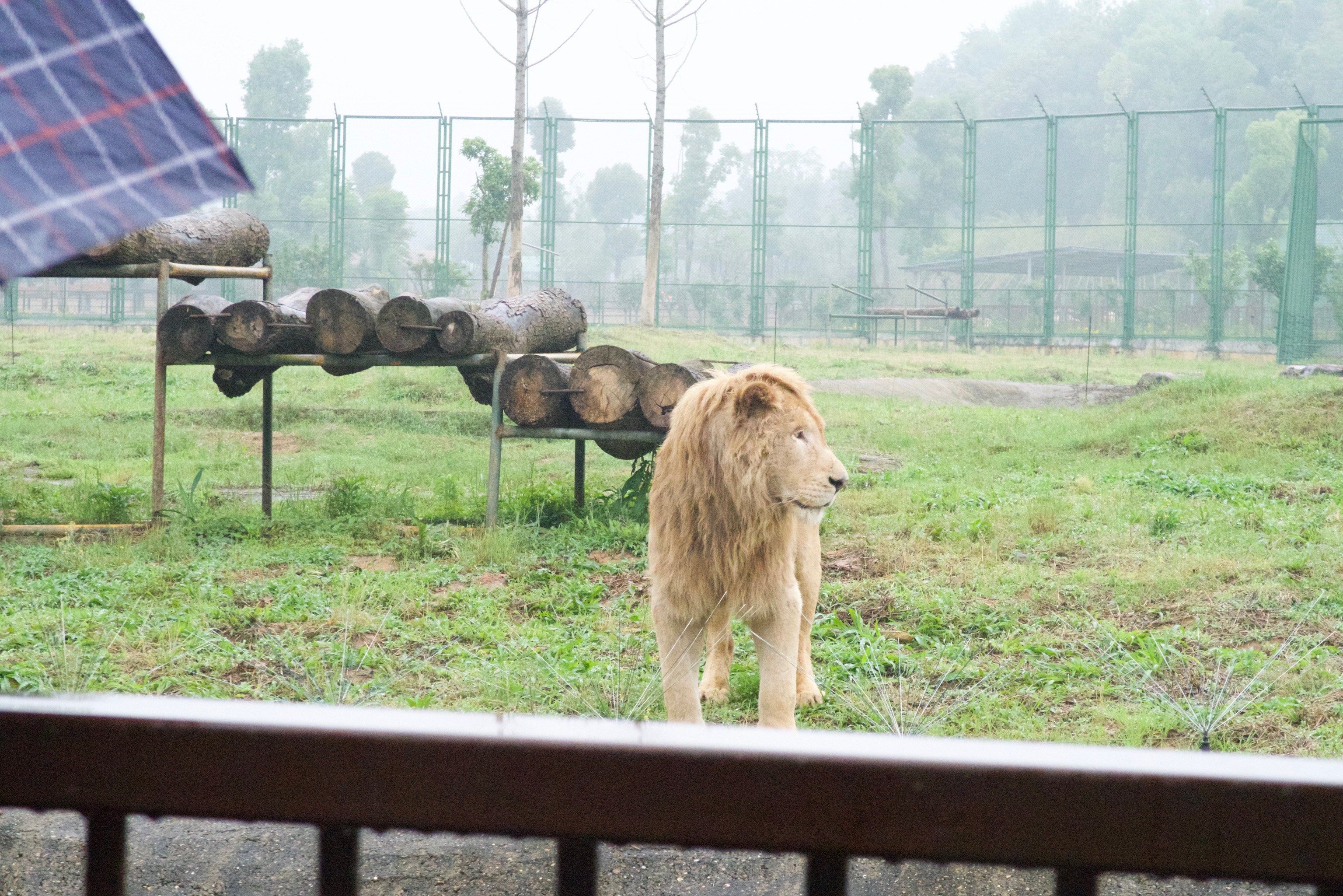 长沙周边游|跟姐妹一起去常德野生动物园91