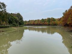 -上海海湾国家森林公园