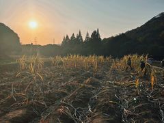 -八卦田遗址公园