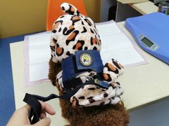 -美联众合动物医院(·中兽医·疑难杂症·严家桥分院)