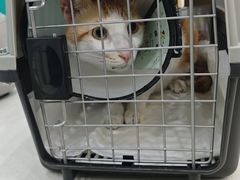 -乐琪宠物医院·犬猫专科·骨外科·急重症