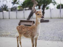 -鹿境梅花鹿生态园区