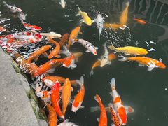 -南宫五洲植物乐园