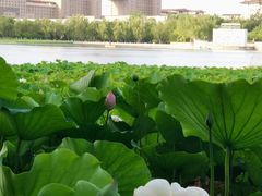 -莲花池公园