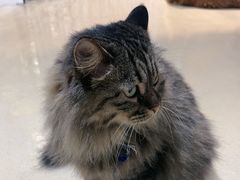 -藏猫猫咖啡主题馆(中央大道店)