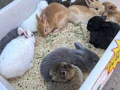 -中环花鸟鱼虫市场