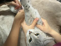 -艾贝尔宠物医院 ·中兽医·宠保定点(北门桥店)