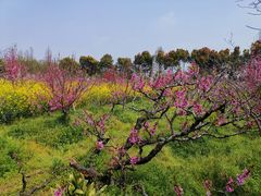 -南汇桃花村