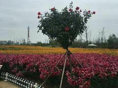 -荷兰花海