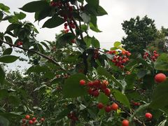 -樱桃山旅游景区