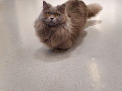 -飞行喵MR PILOT|猫舍·猫咖(静安大融城店)