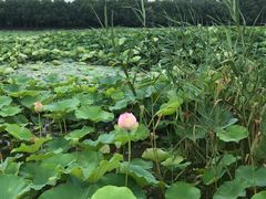 -荷塘月色湿地公园·向阳花洲
