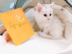 -瑞派·关忠动物医院·猫专科·犬专科(三环新城店)