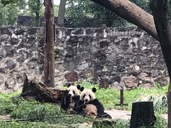 -都江堰中华大熊猫苑