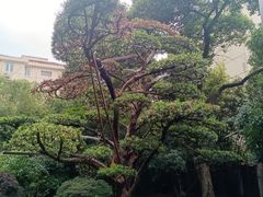 -福1015(愚园路店)