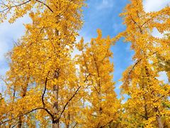 -汉长安城未央宫国家考古遗址公园