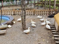 -青藏高原野生动物园
