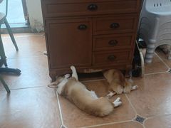 -柯斗斗主题餐厅·狗咖·围炉煮茶·茶饮(国瑞升平里店)