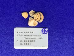 -贝壳王国博物馆