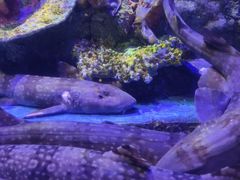 -太平洋海底世界