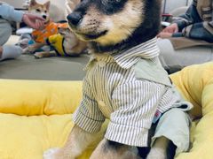 -逗柴咖啡屋·狗咖猫咖宠物桌游