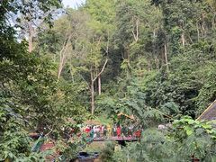 -西双版纳原始森林公园