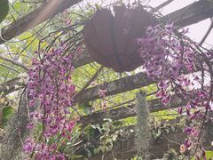 -中国科学院西双版纳热带植物园