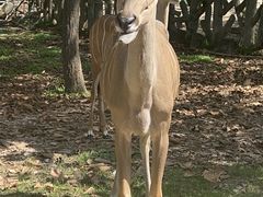 -清迈夜间动物园