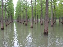 -泗洪洪泽湖湿地景区