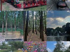 -上海共青森林公园