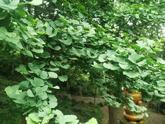 -雨花胜境