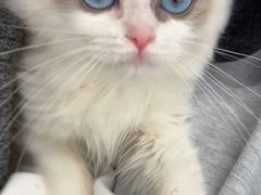 -有喵·猫咖·狗咖·30几只猫10只小狗(岗厦店)