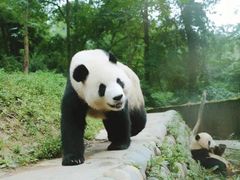 -中国大熊猫保护研究中心雅安碧峰峡基地