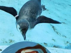 -帝企鹅自助餐厅•儿童岛•真企鹅(长隆企鹅酒店)