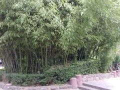 -西苑公园