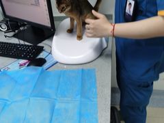 -萌兽医馆·绝育·24小时内科·宠物医院(德胜店)