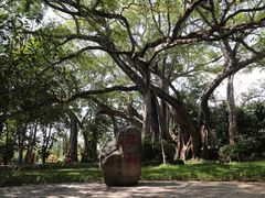 -瑞丽独树成林风景区