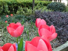 -昆山城市生态森林公园