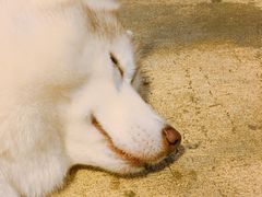 -TrueLove @ Neverland (Husky Cafe)