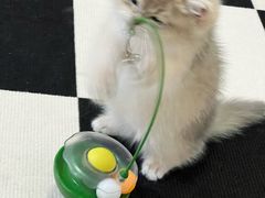 -瑞派康怡24h宠物医院·犬猫医疗中心·微创绝育(瑞景分院)