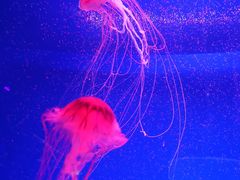 -芜湖新华联大白鲸海洋公园