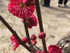 -无锡梅园公园
