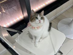 -怪兽屋·羊驼·猫咖·狗咖(俊华广场店)