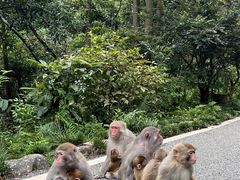 -姑婆山旅游区