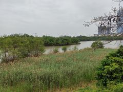 -华侨城湿地公园