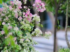 -莲花山公园