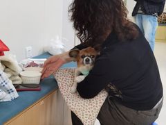-美联众合动物医院·24h转诊中心