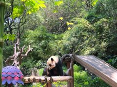-广州长隆野生动物世界
