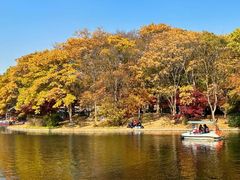 -上海共青森林公园